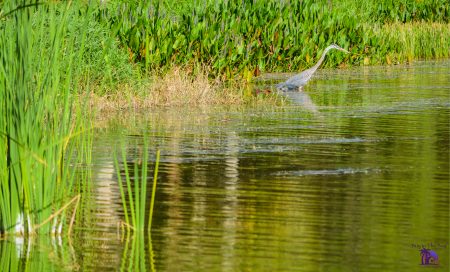 picture of Seminole Lake in Seminole Florida with water, tall grass, and a blue heron